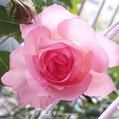 8種適合陽(yáng)臺養殖的藤本月季品種(圖7)