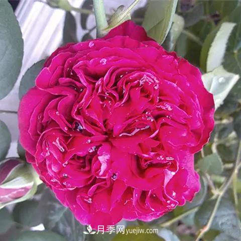 8種適合陽(yáng)臺養殖的藤本月季品種(圖8)
