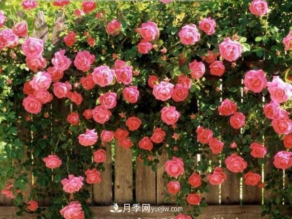 多季開(kāi)花的藤本月季有哪些？(圖3)