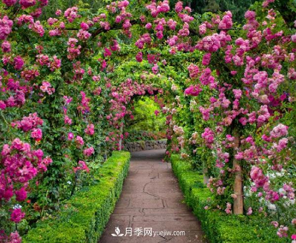 藤本月季該如何種植？多久可以長(cháng)成月季花墻？(圖1)