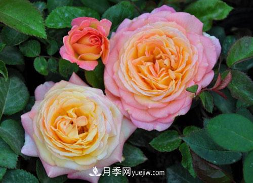 大花月季的施肥管理要點(diǎn)是什么？(圖1)