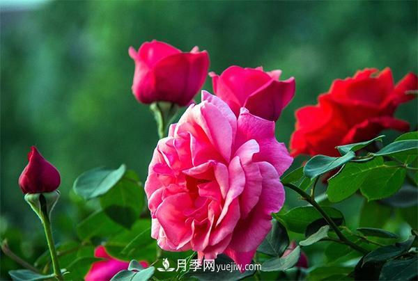 細述大花月季的修剪要求及病蟲(chóng)防治(圖1)