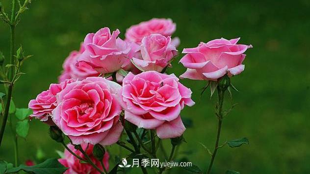 中國月季（國月）的魅力，南陽(yáng)是中國月季核心原產(chǎn)地(圖1)