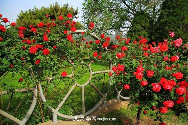 種植大花樹(shù)狀月季為什么要剪掉盲枝？(圖1)