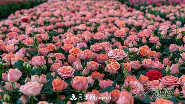 全國優(yōu)勢特色產(chǎn)業(yè)推進(jìn)會(huì )，昆明晉寧月季花卉產(chǎn)業(yè)獲點(diǎn)贊(圖2)