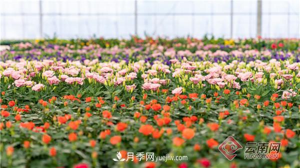 全國優(yōu)勢特色產(chǎn)業(yè)推進(jìn)會(huì )，昆明晉寧月季花卉產(chǎn)業(yè)獲點(diǎn)贊(圖3)