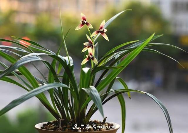 買(mǎi)花卉如何健康有保證！注意這四點(diǎn)(圖1)