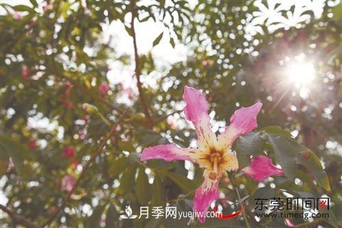 初冬時(shí)節，東莞市長(cháng)安鎮時(shí)令花卉大放異彩令人賞心悅目(圖2)