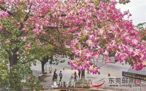 初冬時(shí)節，東莞市長(cháng)安鎮時(shí)令花卉大放異彩令人賞心悅目(圖3)