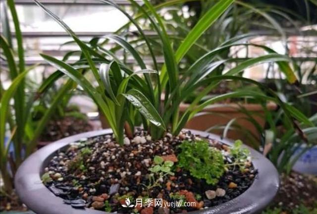冬天花卉如何澆水？掌握三個(gè)澆水原則(圖2)