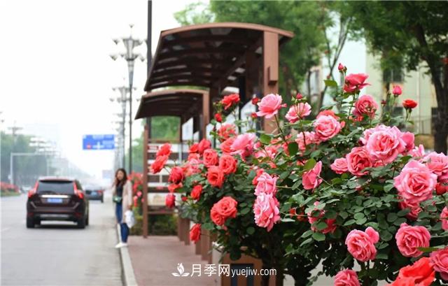 為什么市政園林綠化要選擇種樹(shù)狀月季呢？(圖2)