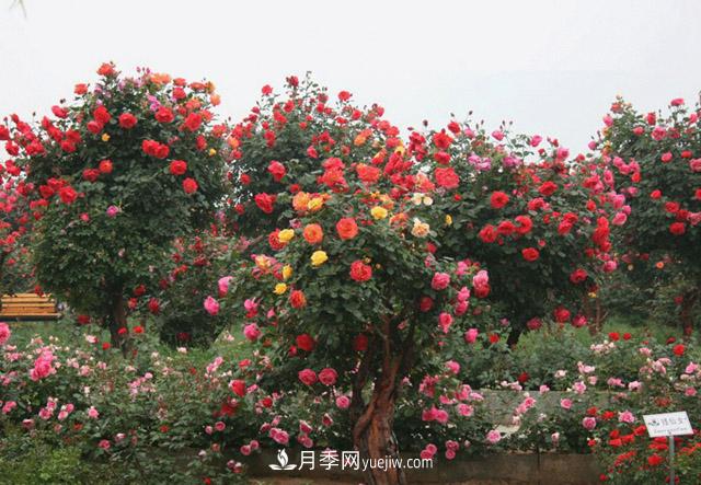 10公分樹(shù)狀月季價(jià)格，供應別墅和景點(diǎn)的古樁月季(圖1)