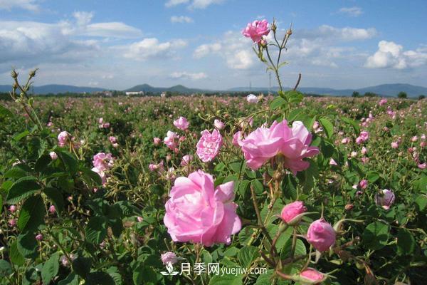 玫瑰花種植技術(shù)（含盆栽養殖方法及注意事項）(圖4)