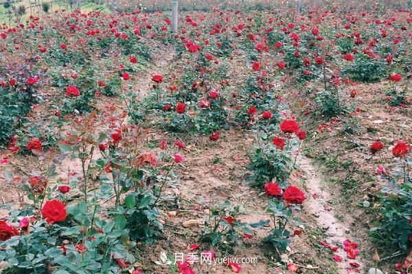 玫瑰花種植技術(shù)（含盆栽養殖方法及注意事項）(圖3)