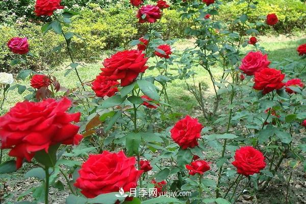 玫瑰花種植技術(shù)（含盆栽養殖方法及注意事項）(圖1)