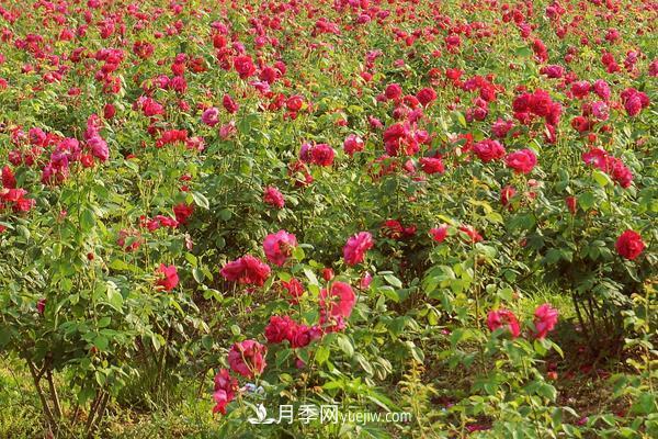 玫瑰花種植技術(shù)（含盆栽養殖方法及注意事項）(圖2)