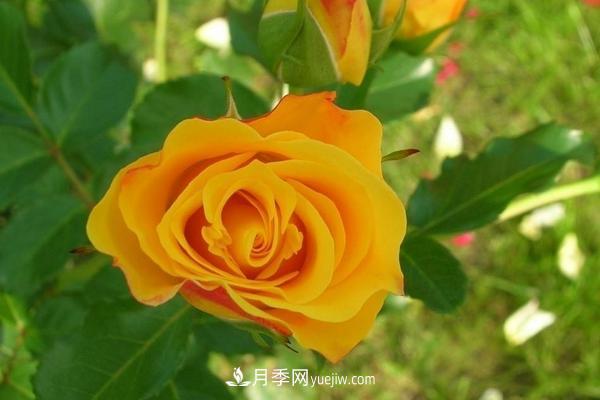 玫瑰花種植技術(shù)（含盆栽養殖方法及注意事項）(圖6)