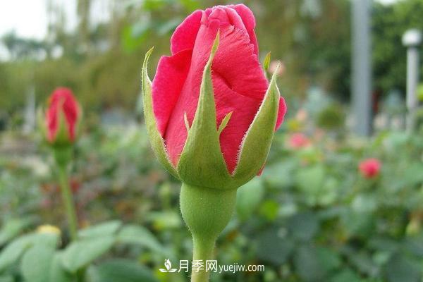 玫瑰花種植技術(shù)（含盆栽養殖方法及注意事項）(圖5)