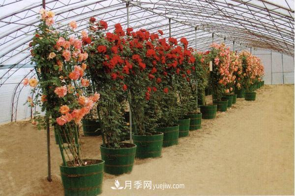 家庭陽(yáng)臺怎么養藤本月季？盆栽藤本月季怎么澆水？(圖4)