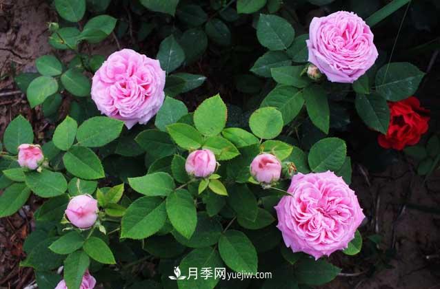 月季花什么時(shí)候開(kāi)花？什么時(shí)候播種？(圖1)