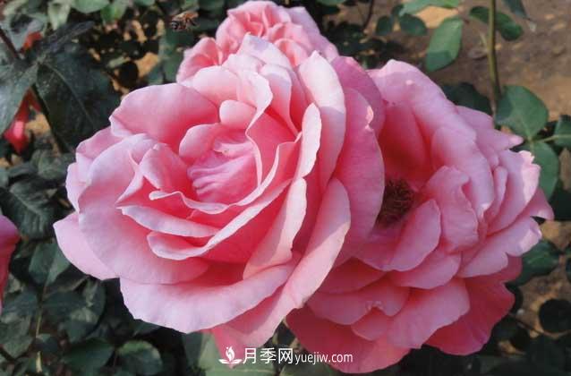 月季花什么時(shí)候開(kāi)花？什么時(shí)候播種？(圖2)