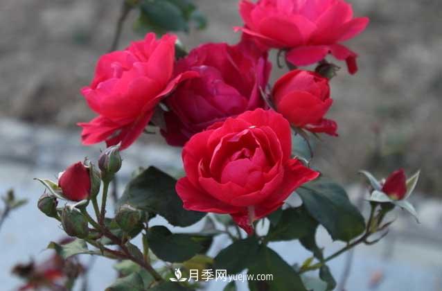 月季花什么時(shí)候開(kāi)花？什么時(shí)候播種？(圖3)