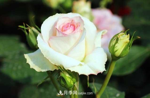 盆栽月季花怎么養？對環(huán)境有什么要求？(圖1)