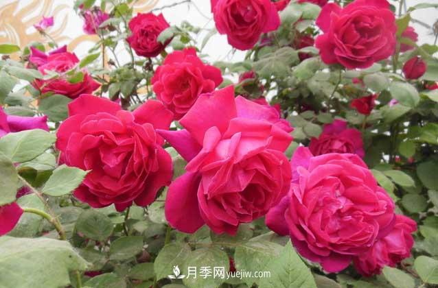 盆栽月季花怎么養？對環(huán)境有什么要求？(圖3)