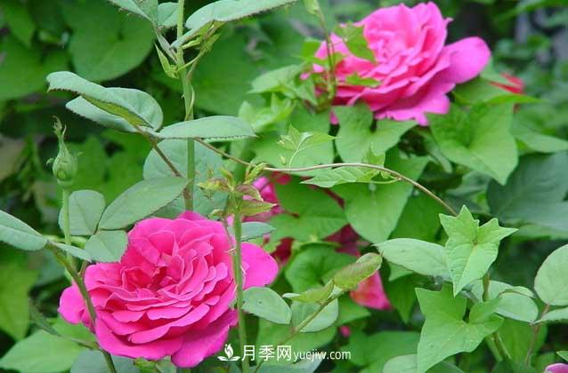 盆栽月季花怎么養？對環(huán)境有什么要求？(圖2)