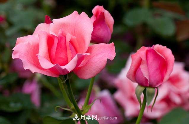 盆栽月季花怎么養？對環(huán)境有什么要求？(圖4)