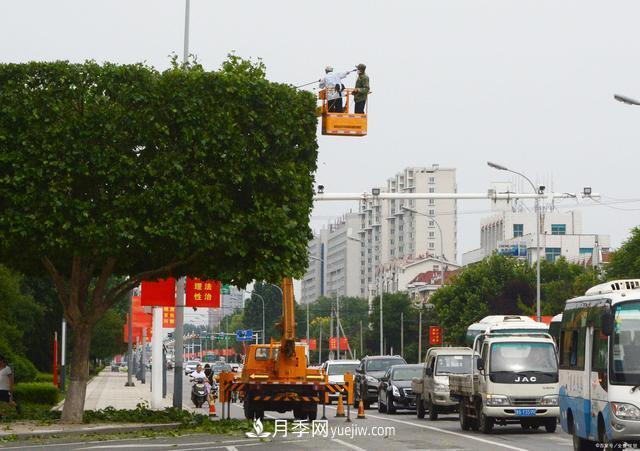 疫情后行情受到壓制，2021年苗木人如何扭轉局面(圖2)