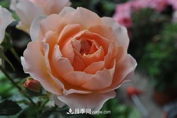 杏色露臺月季的優(yōu)缺點(diǎn)是什么？ 適合新手養殖嗎(圖1)