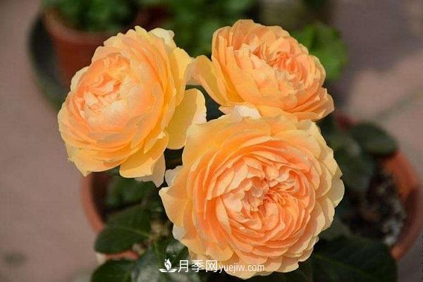 杏色露臺月季的優(yōu)缺點(diǎn)是什么？ 適合新手養殖嗎(圖2)