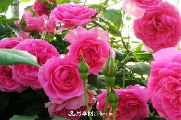 廣東適合養的藤本月季有哪些(圖1)