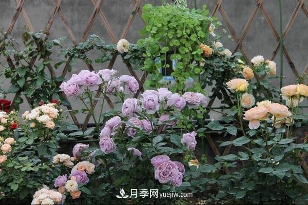 地栽月季如何使用復合肥 注意事項有哪些(圖1)