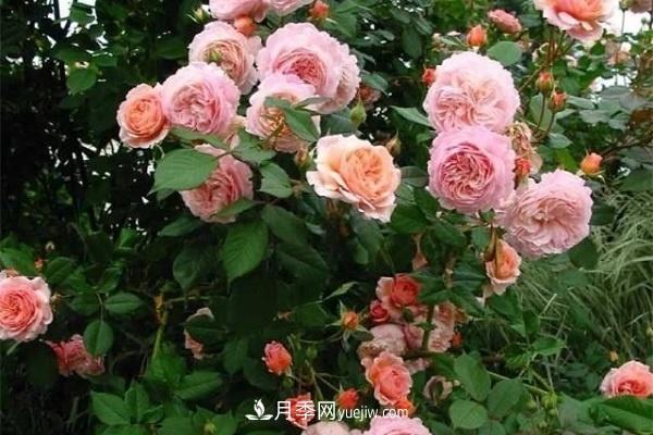 地栽月季如何使用復合肥 注意事項有哪些(圖2)