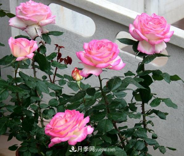 月季如何才能多開(kāi)花？(圖1)