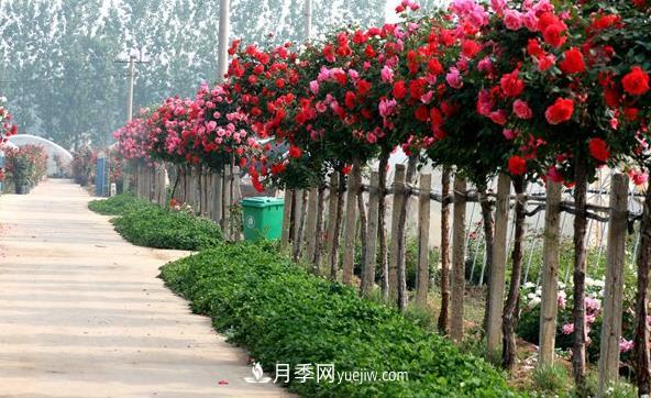 樹(shù)狀月季的冠形培育技術(shù)(圖1)