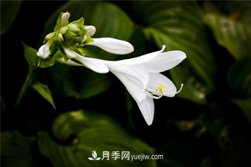 冬天養這五種超耐寒花卉盆栽(圖6)