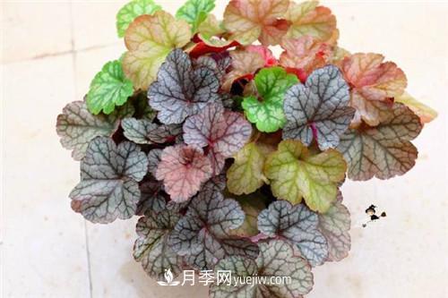 冬天養這五種超耐寒花卉盆栽(圖9)