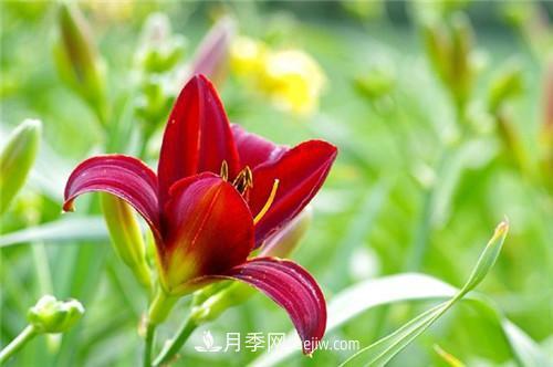 冬天養這五種超耐寒花卉盆栽(圖7)