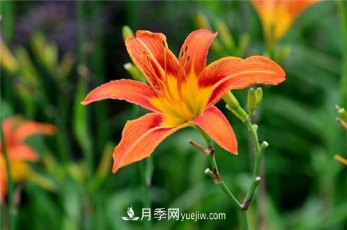 冬天養這五種超耐寒花卉盆栽(圖8)
