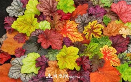冬天養這五種超耐寒花卉盆栽(圖10)