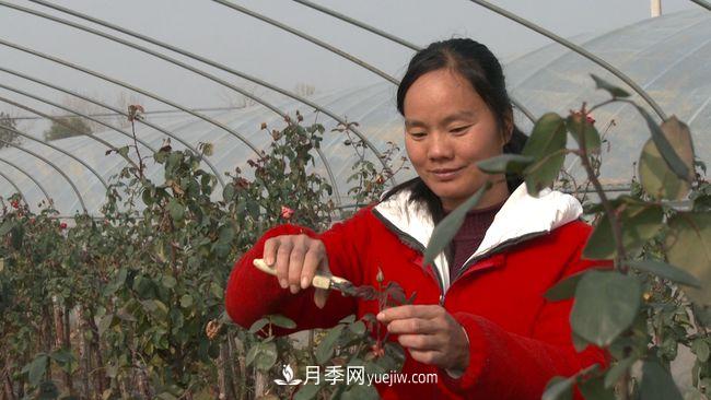 南陽(yáng)臥龍區：月季花開(kāi)產(chǎn)業(yè)興 脫貧夢(mèng)圓幸福來(lái)(圖1)