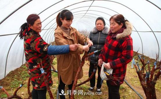 南陽(yáng)臥龍區：科技助力月季產(chǎn)業(yè)“百花爭艷”(圖1)