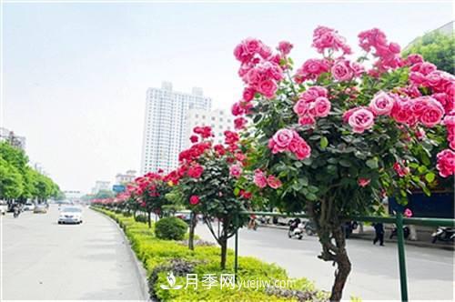 南陽(yáng)臥龍區：科技助力月季產(chǎn)業(yè)“百花爭艷”(圖2)