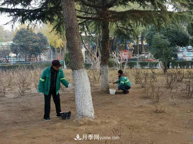 菏澤樹(shù)木涂白，讓苗木健康過(guò)冬(圖1)