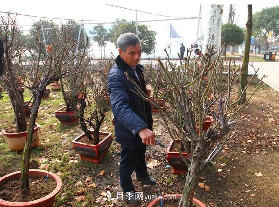南陽(yáng)月季大師——陳新國(圖1)