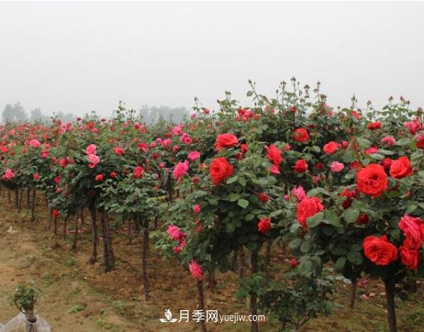 樹(shù)狀月季，南陽(yáng)樹(shù)狀月季種植基地(圖1)