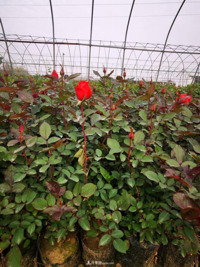 盆栽月季、月季花球、棒棒糖月季樹(shù)發(fā)往花卉市場(chǎng)(圖1)